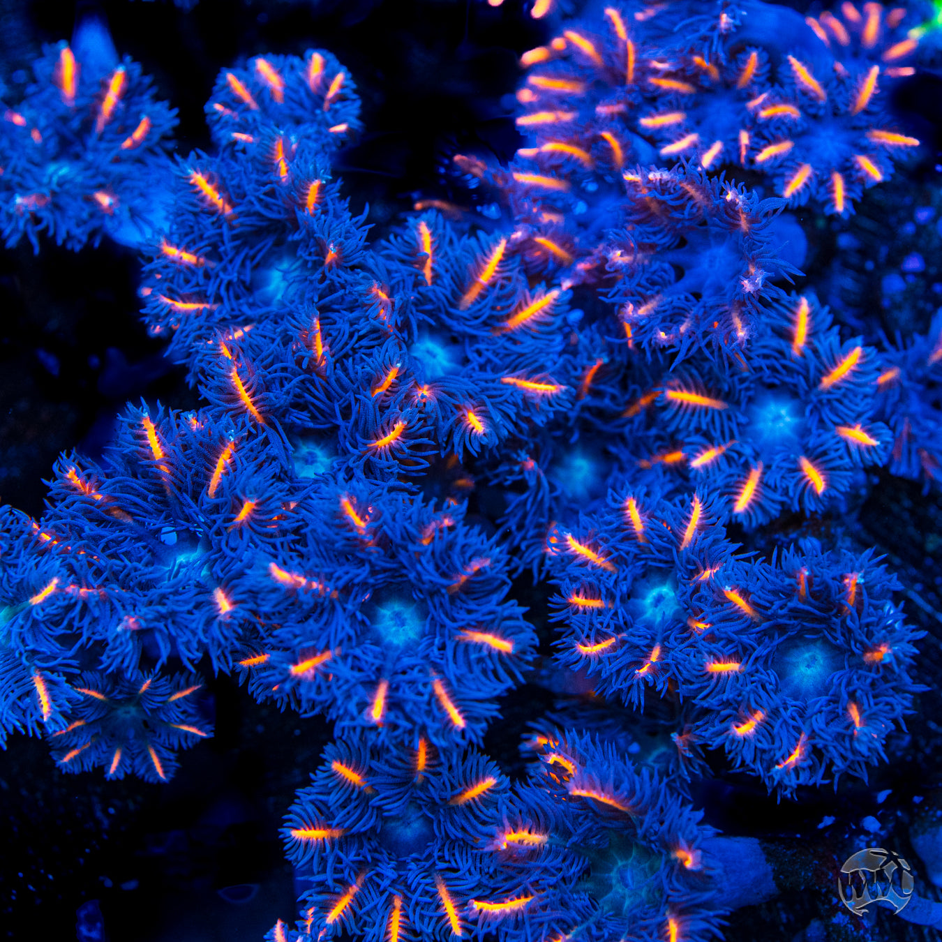 WWC Florida Squeeze Clove Polyp Coral| World Wide Corals