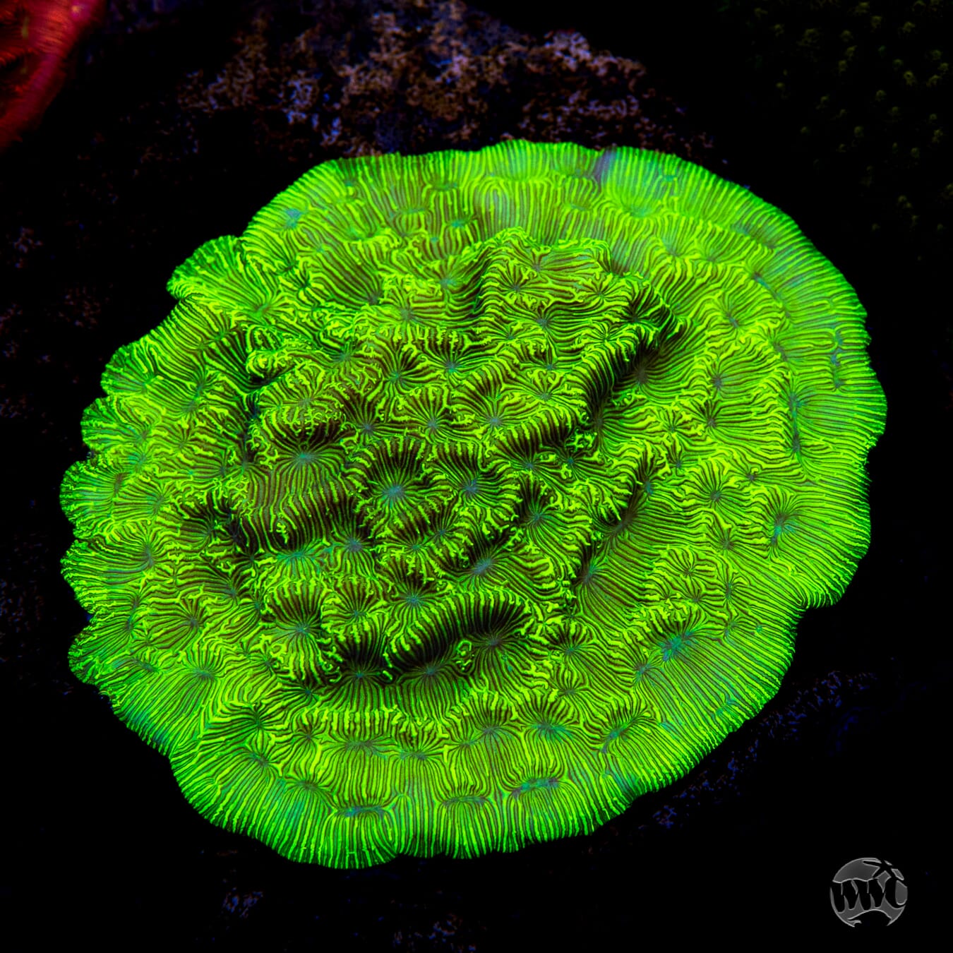 WWC Flubber Leptoseris Coral