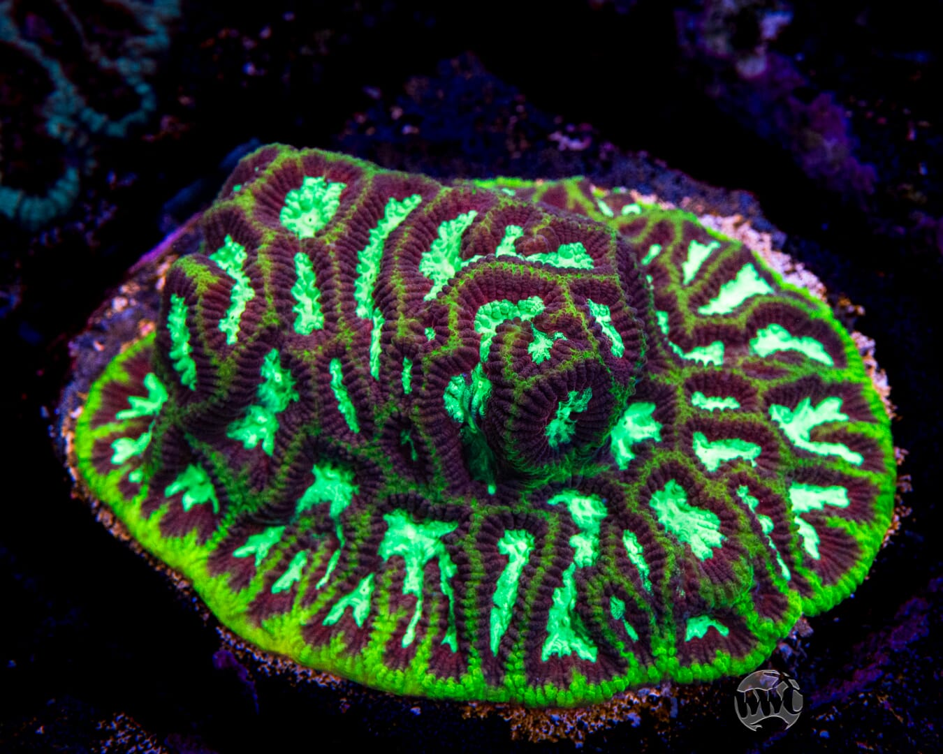 WWC Frank Zappa Platygyra - Mother Colony