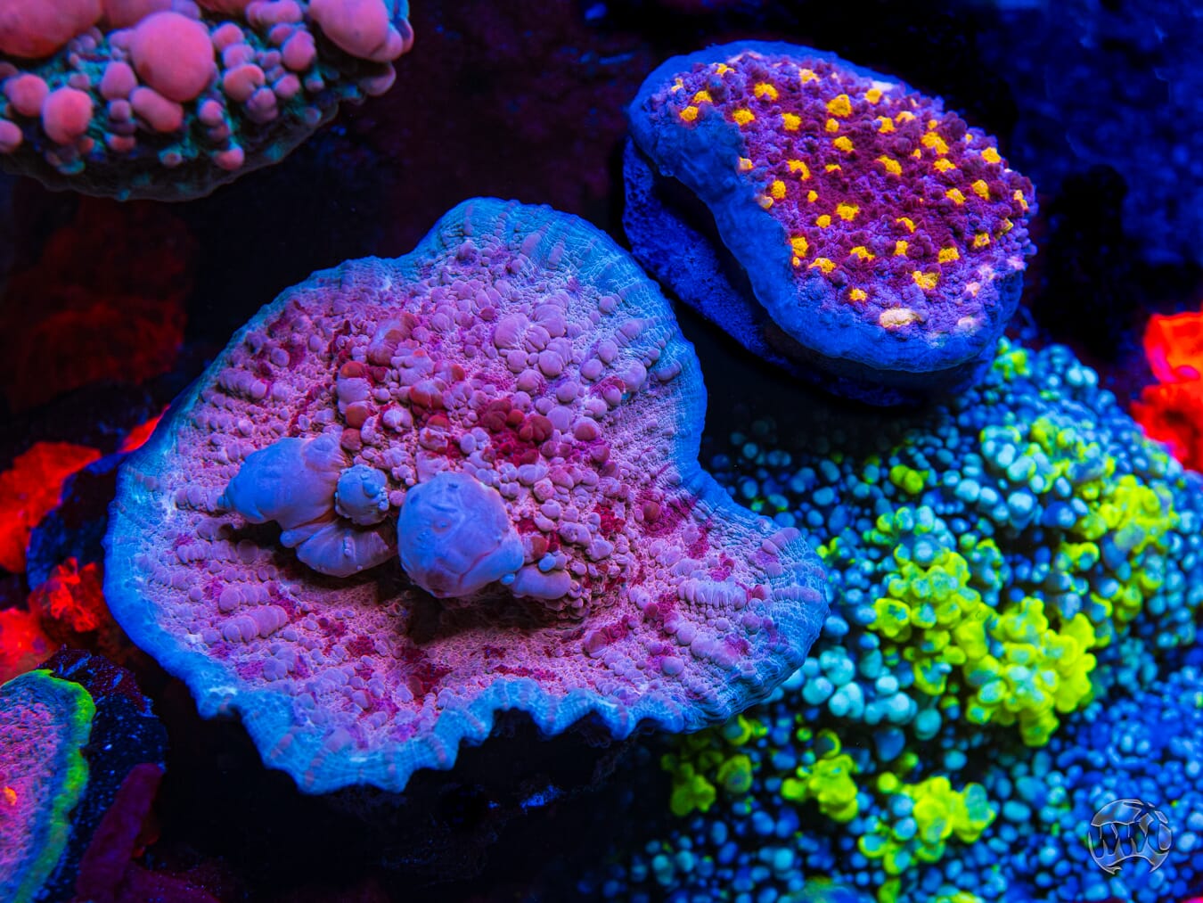 WWC Freezer Burn Bounce Chalice - Mother Colony Photo