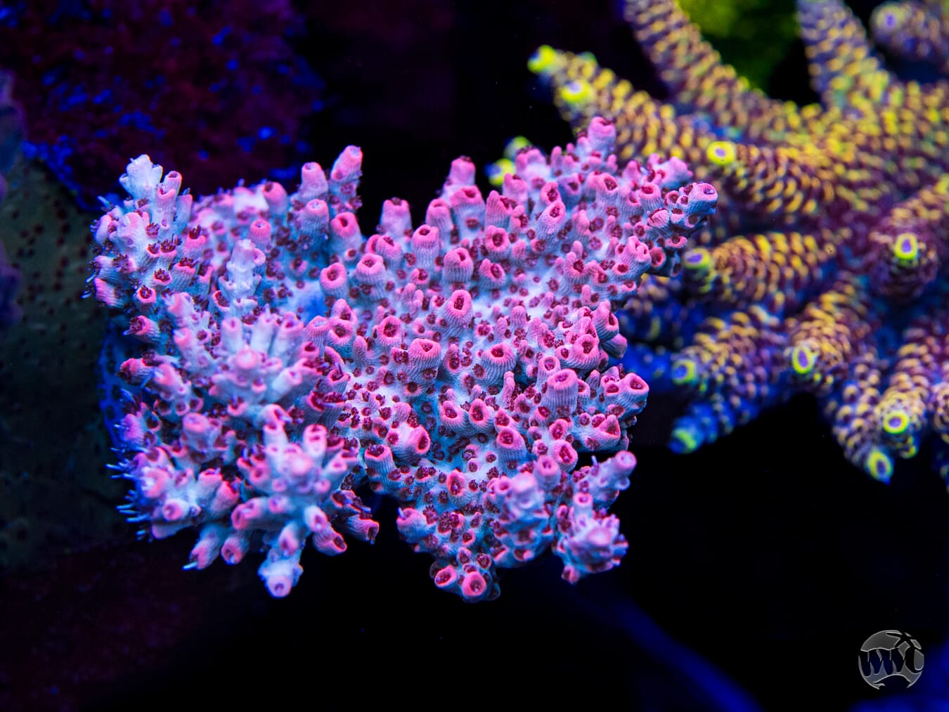 WWC French Tickler Acropora - Mother Colony