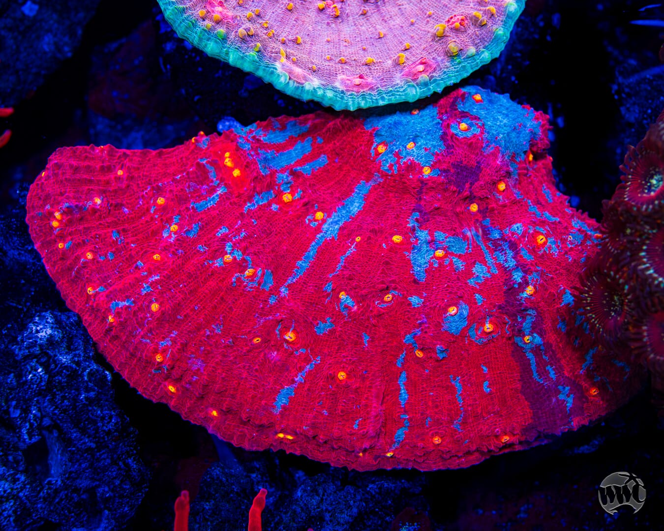 WWC Frosted Fire Chalice - Mother Colony Photo