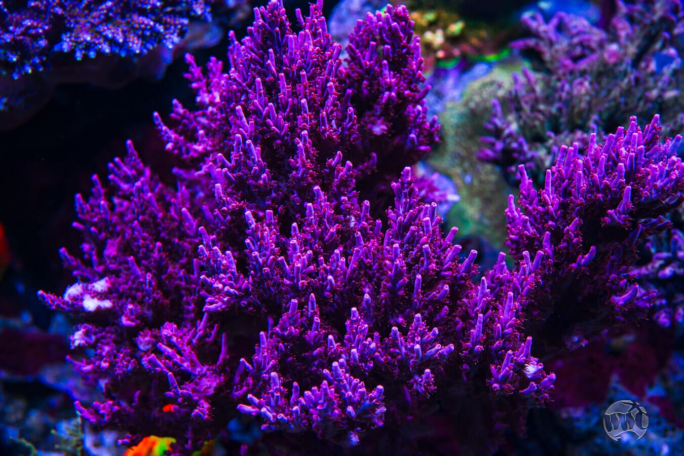 WWC Frozen Rose Acropora - Mother Colony