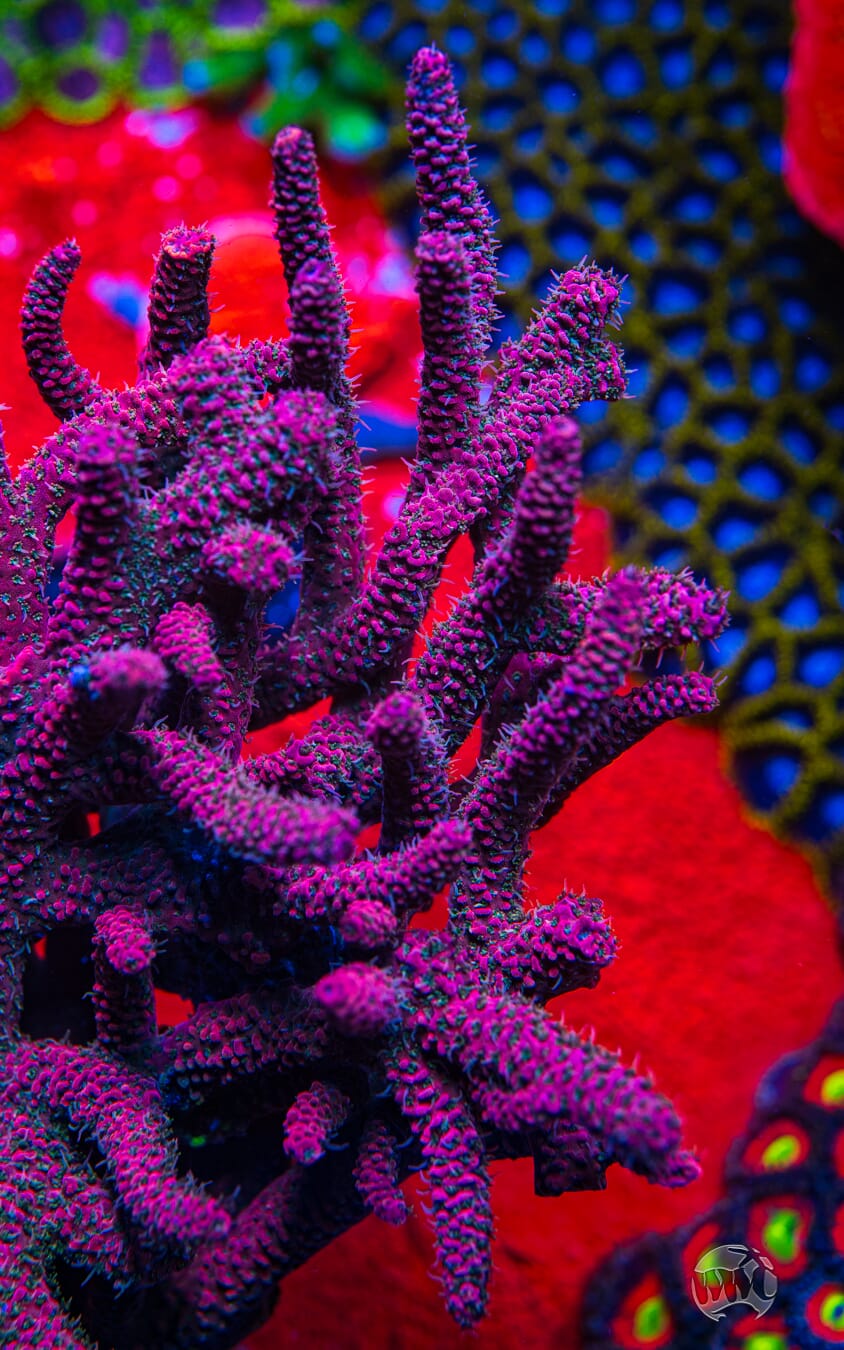 WWC Fruit Fusion Mille Acropora - Mother Colony Photo