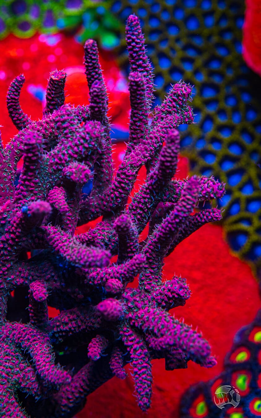 WWC Fruit Fusion Mille Acropora - Mother Colony
