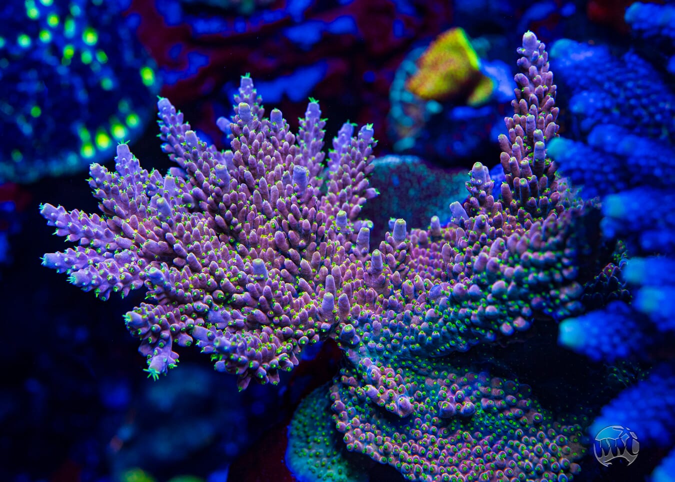 WWC Fruit Mix Acropora - Mother Colony Photo