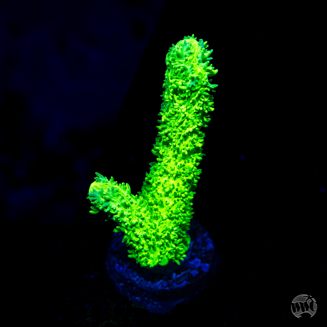 WWC Glowstick Hydnophora Coral