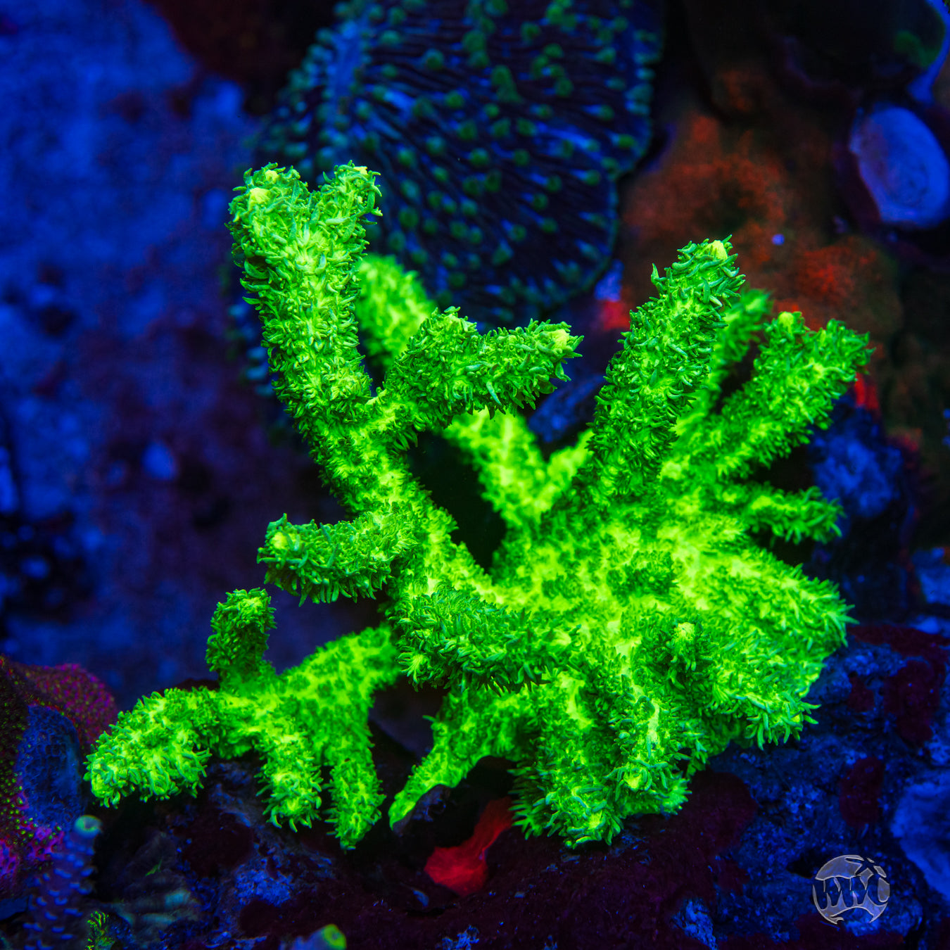 WWC Glowstick Hydnophora Coral