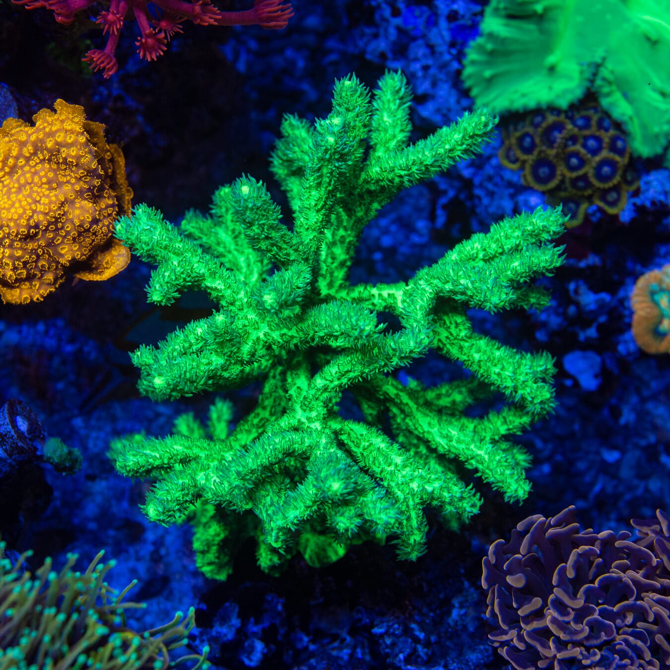 WWC Glowstick Hydnophora Coral