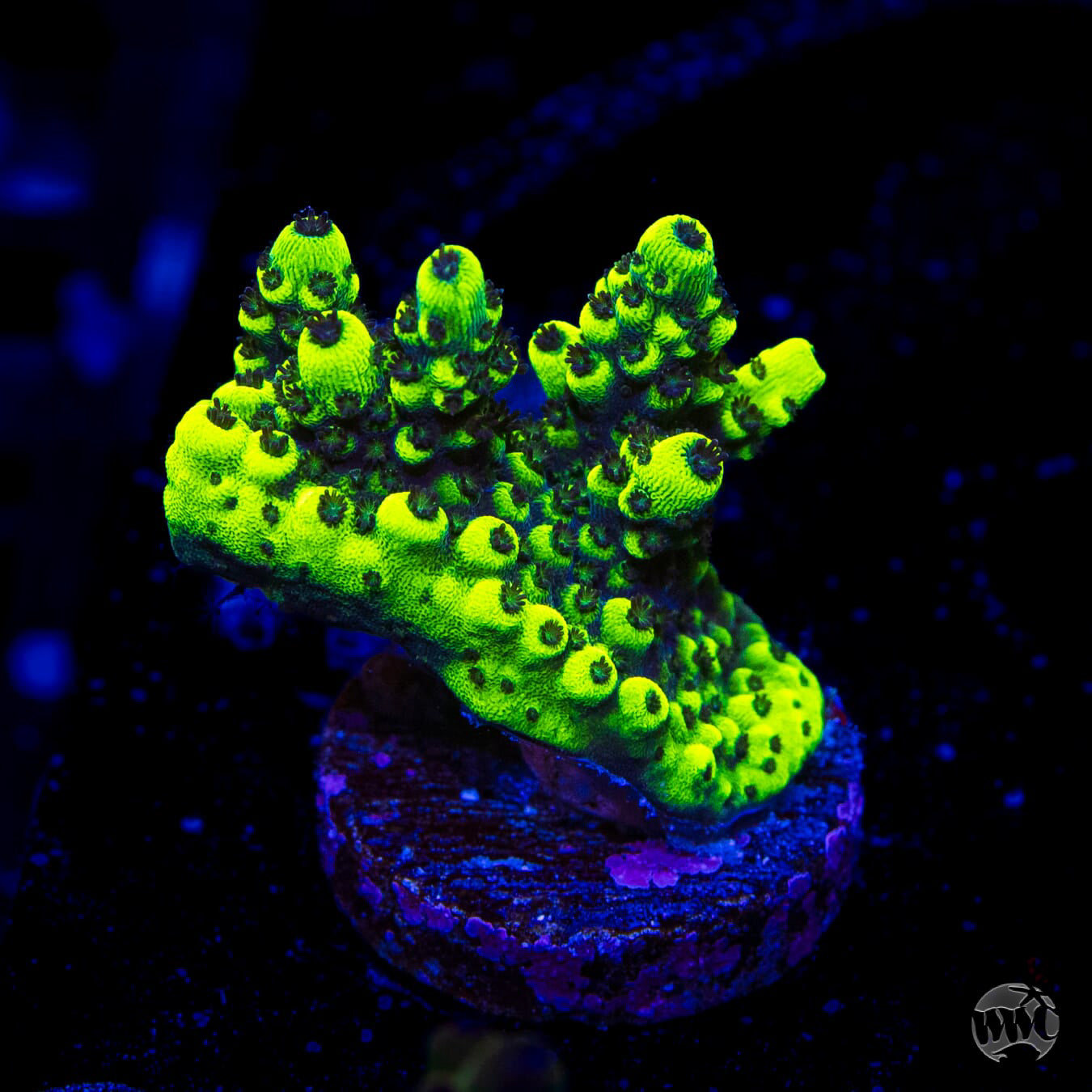 WWC Goblin Acropora