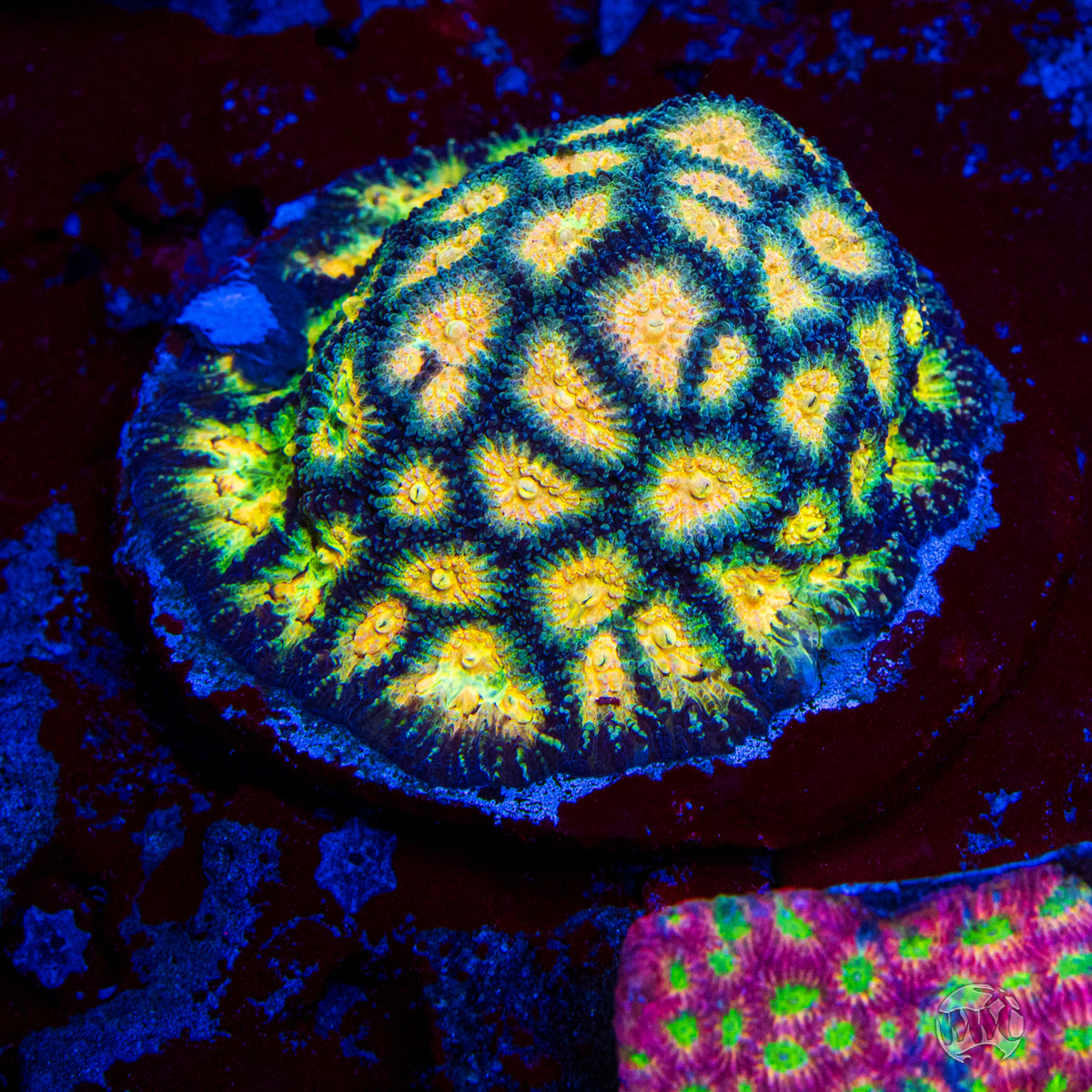 WWC Gold Digger Favia Coral