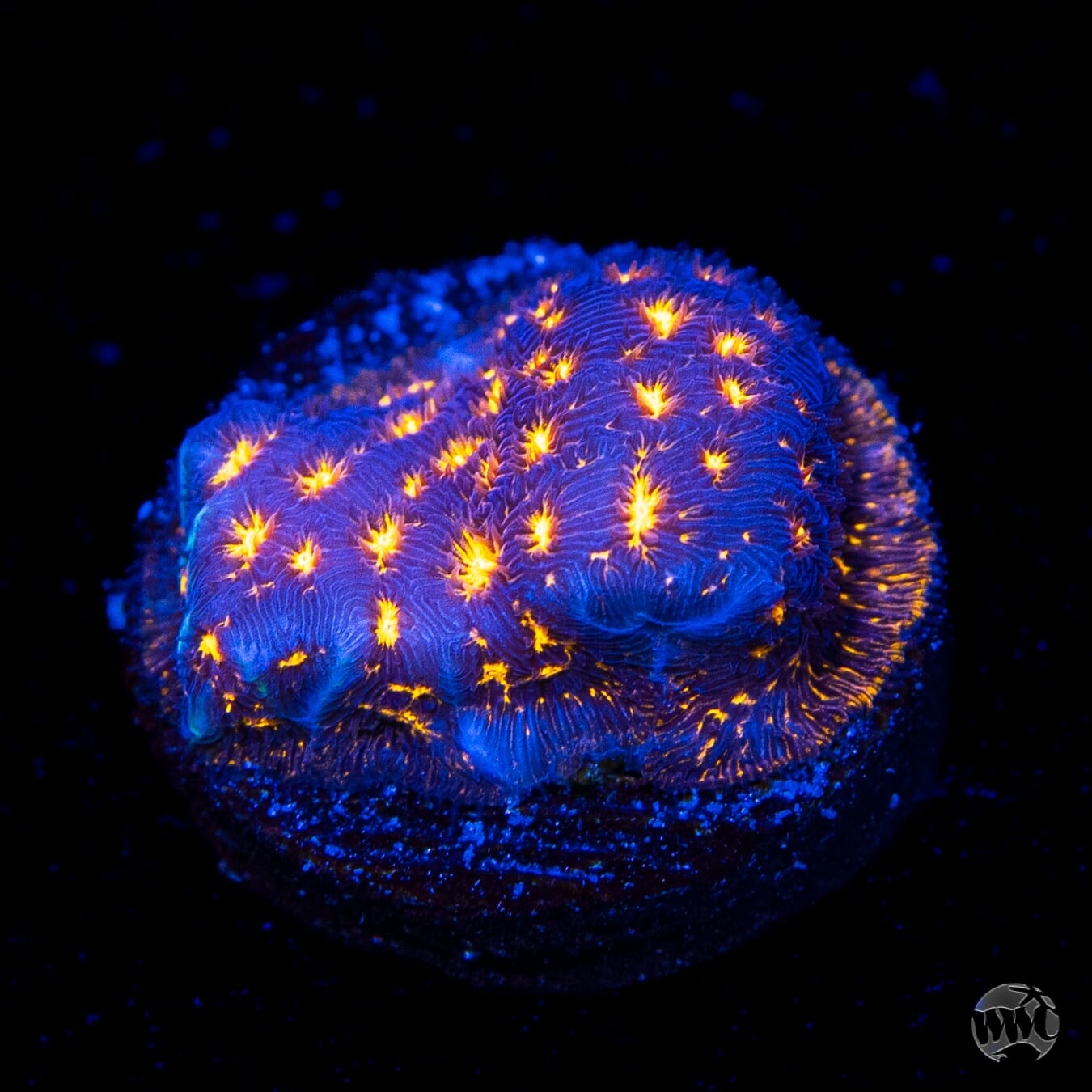 WWC Gold Nugget Leptoseris