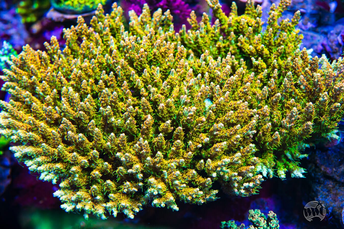 WWC Golden Dragon Acropora - Mother Colony Photo