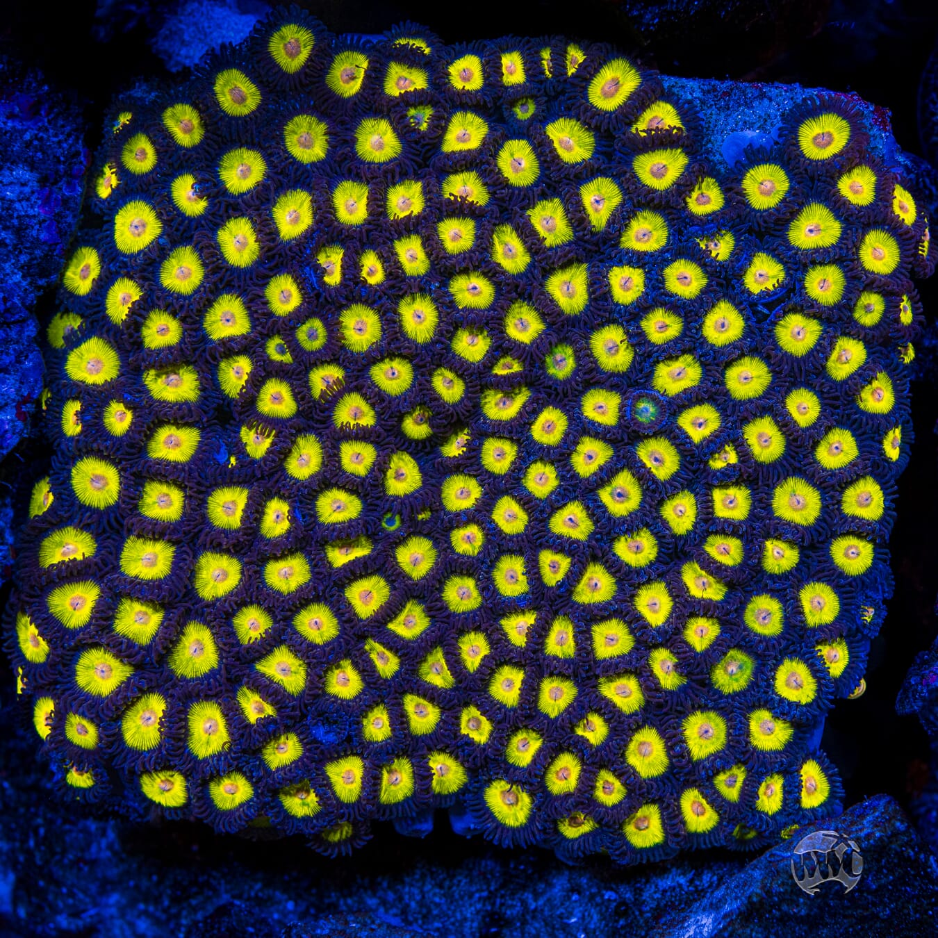 Golden Eye Zoanthids