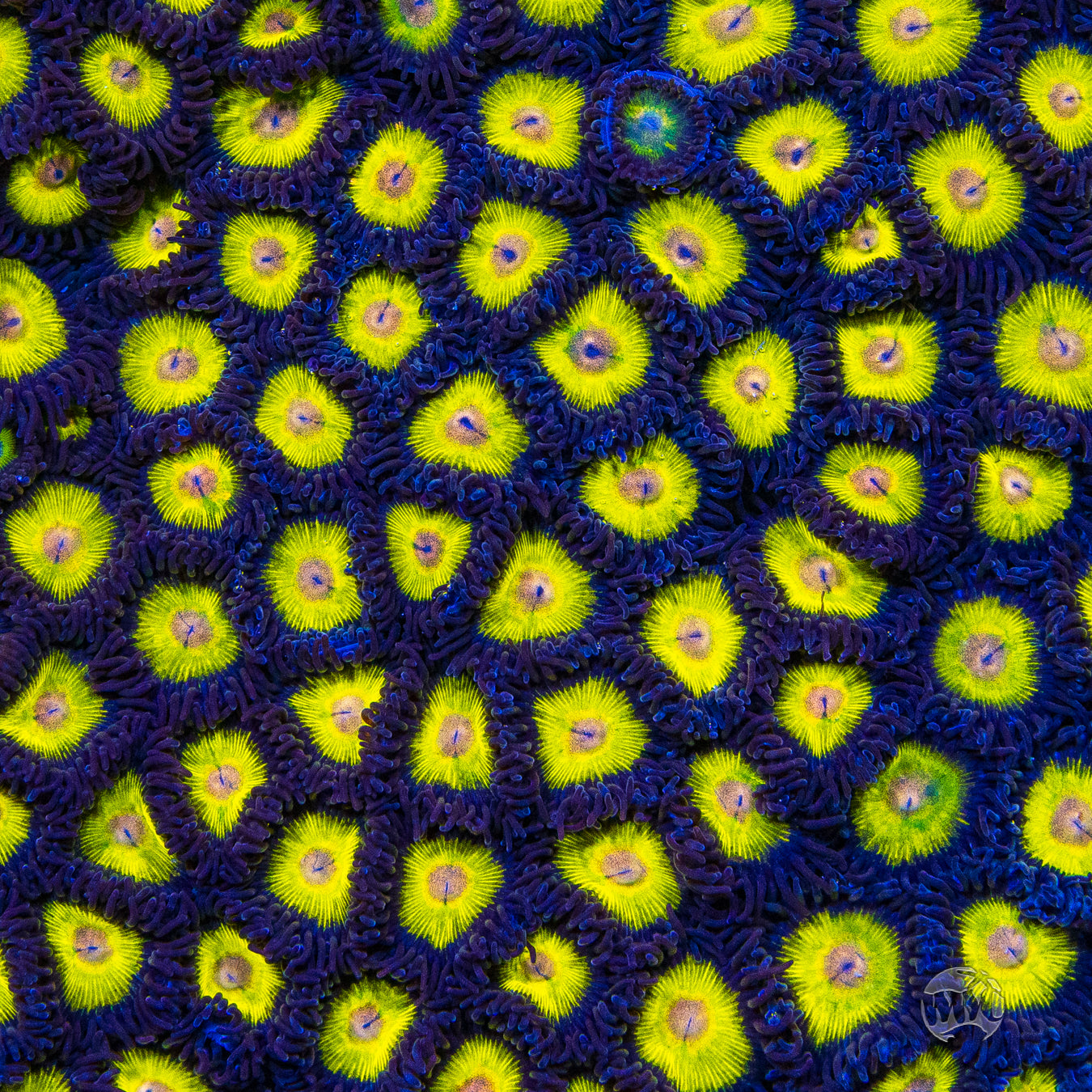 Golden Eye Zoanthids