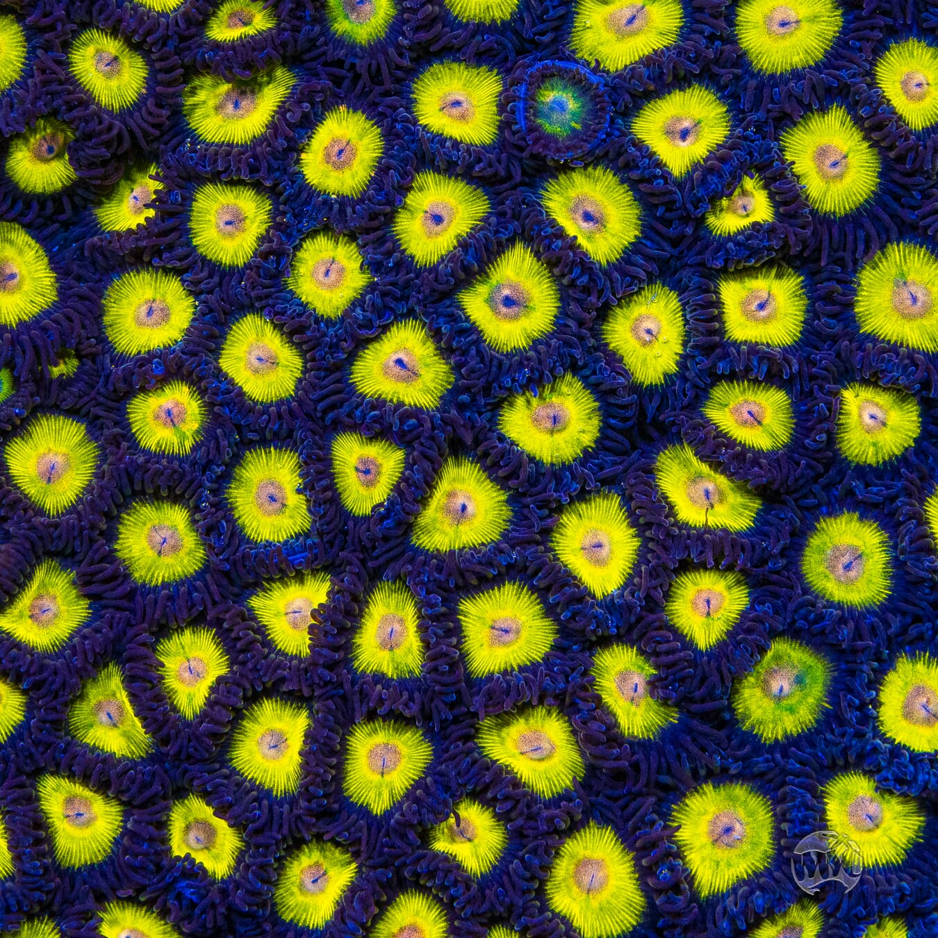 WWC Golden Eye Zoanthids - Mother Colony