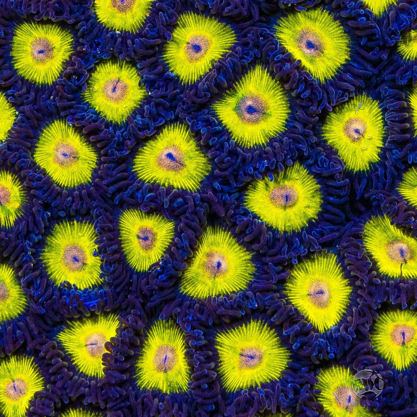 Golden Eye Zoanthids