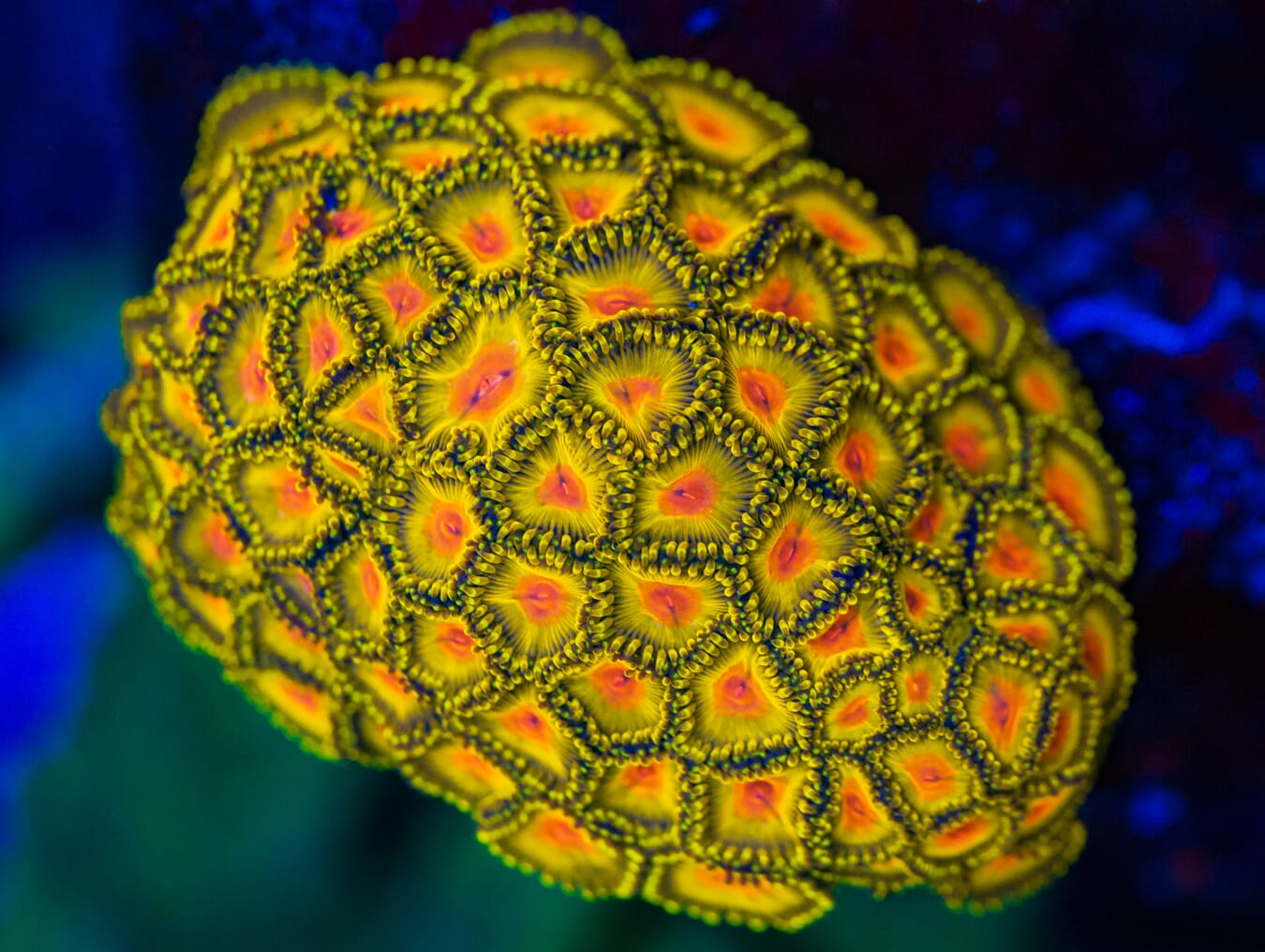WWC Golden Gods Zoanthids - Mother Colony