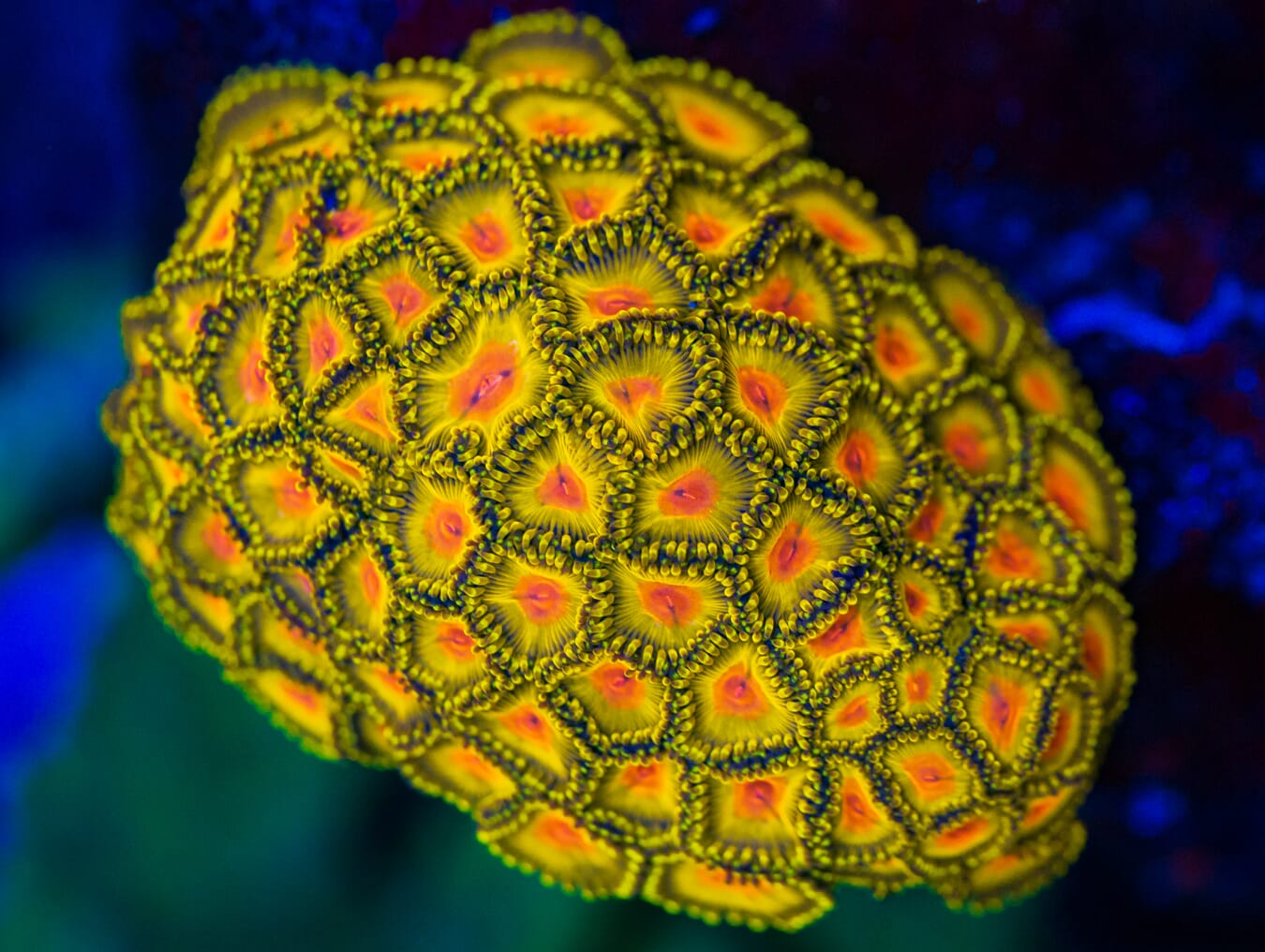 WWC Golden Gods Zoanthids - Mother Colony Photo