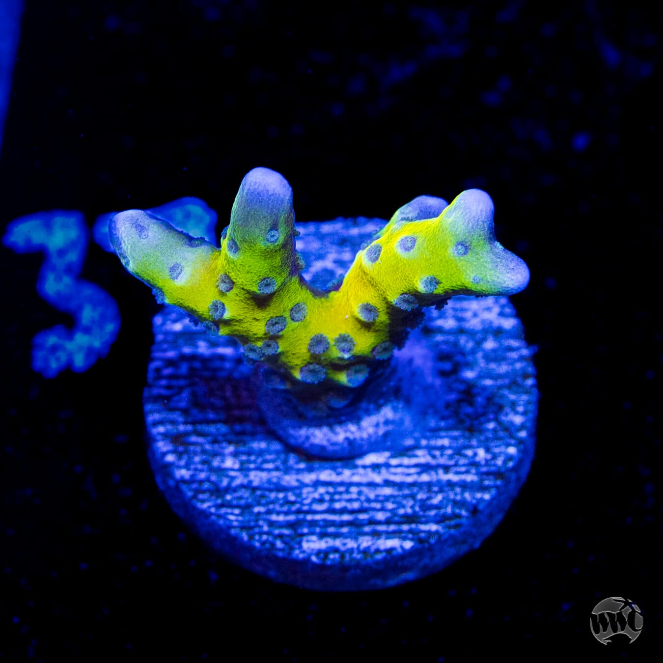 Goldenrod Anacropora