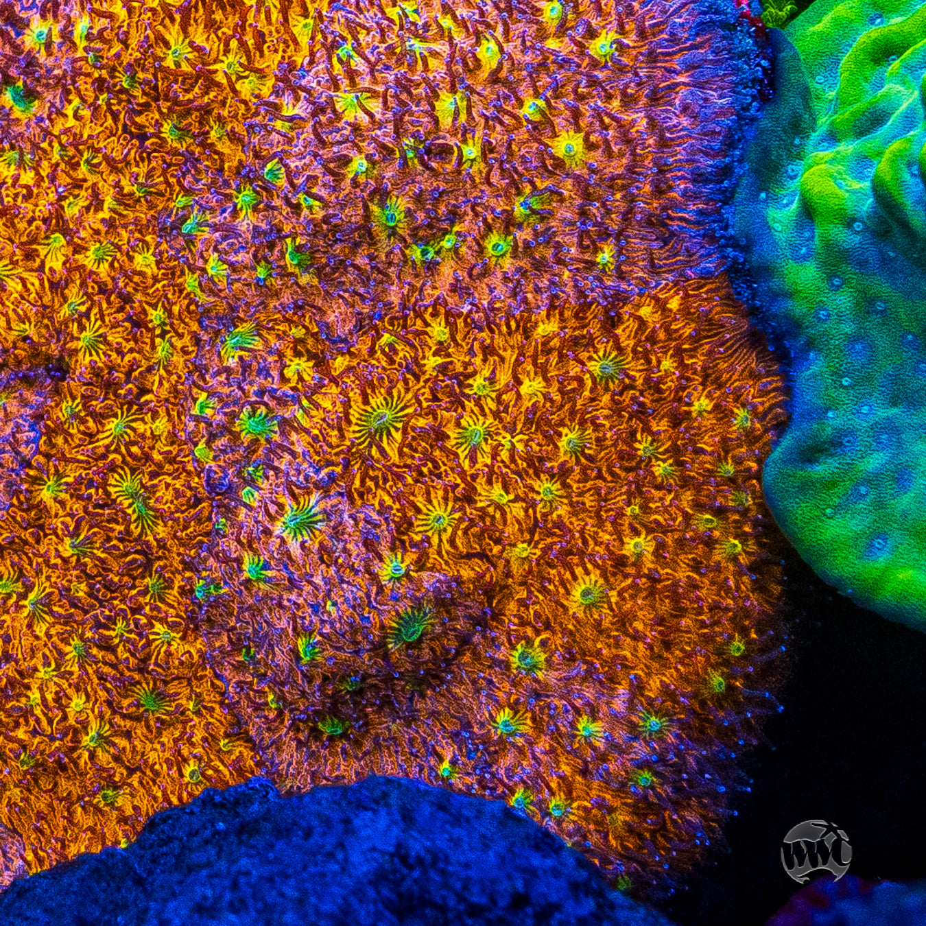 WWC Grafted C3PO Lithophyllon Coral