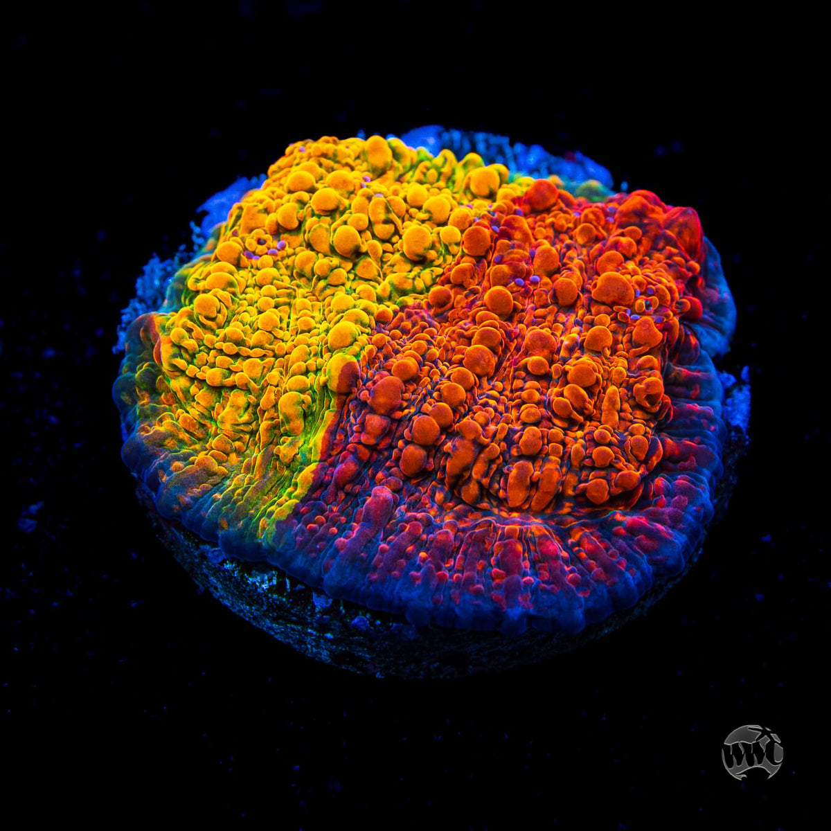 WWC Grafted Stellaria Chalice Coral