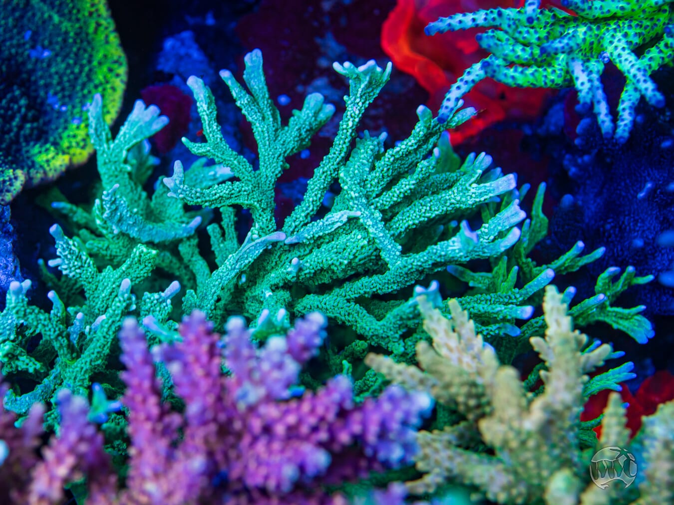 Green Hirsuta Montipora Coral