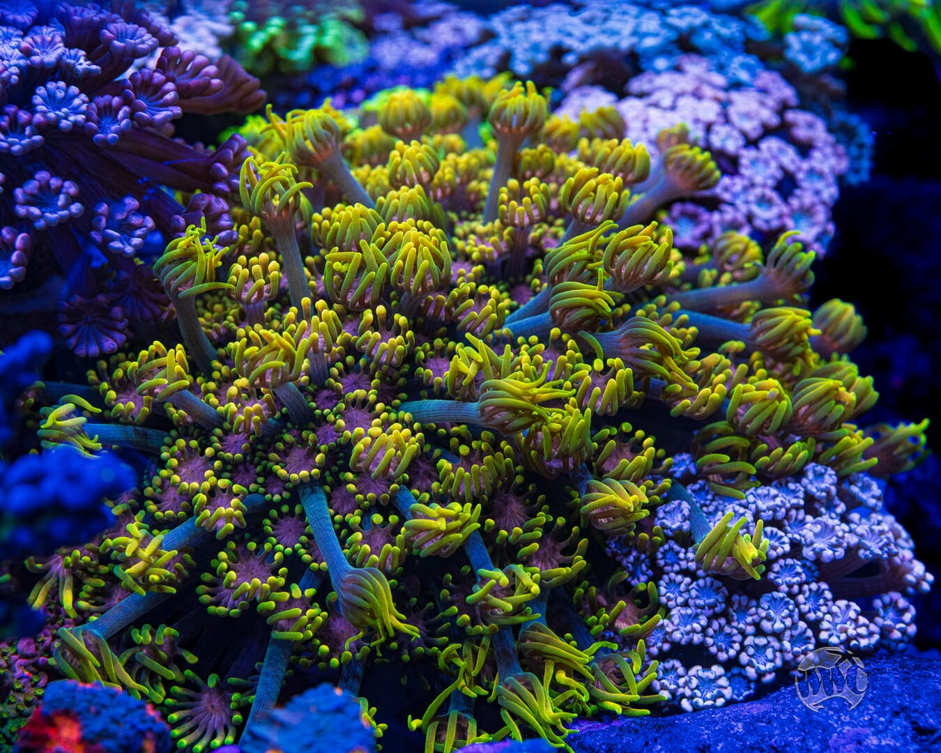 WWC Guava Berry Alveopora Coral