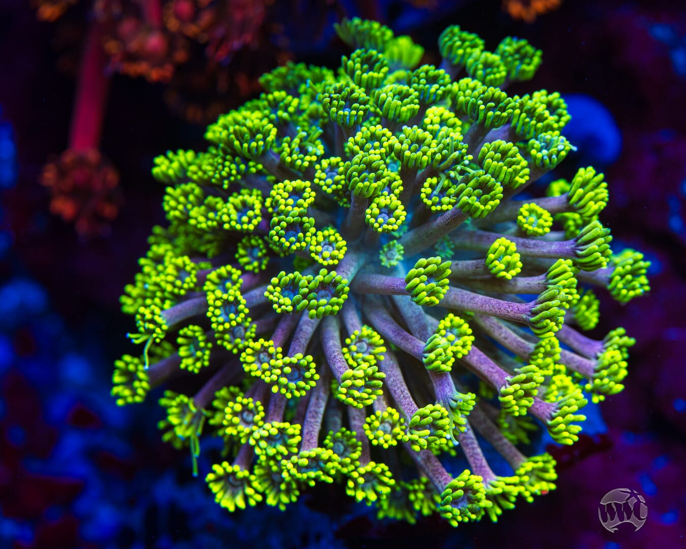 WWC Hail Hydra Goniopora - Mother Colony Photo