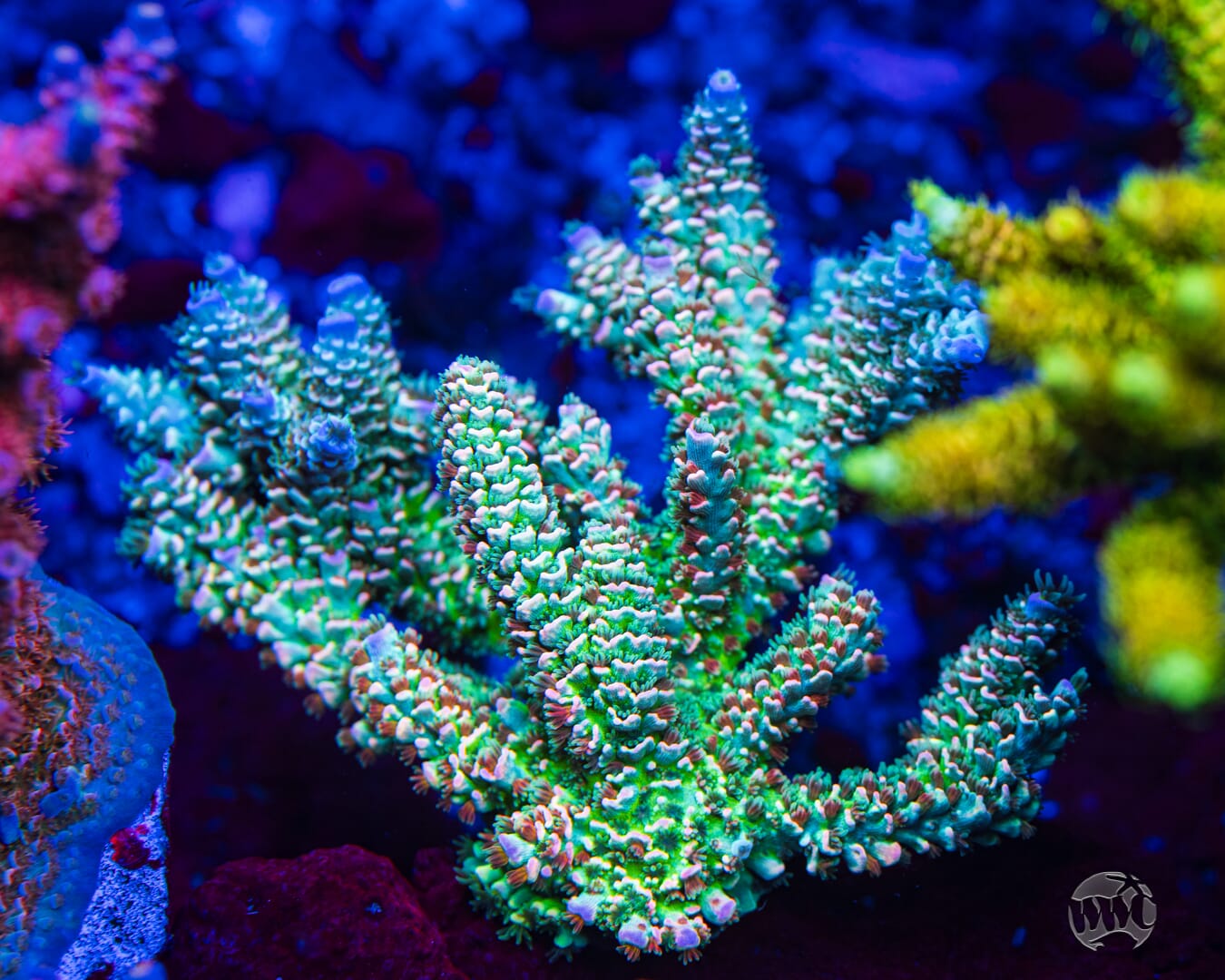 WWC Hair of the Dog Tenuis Acropora - Mother Colony