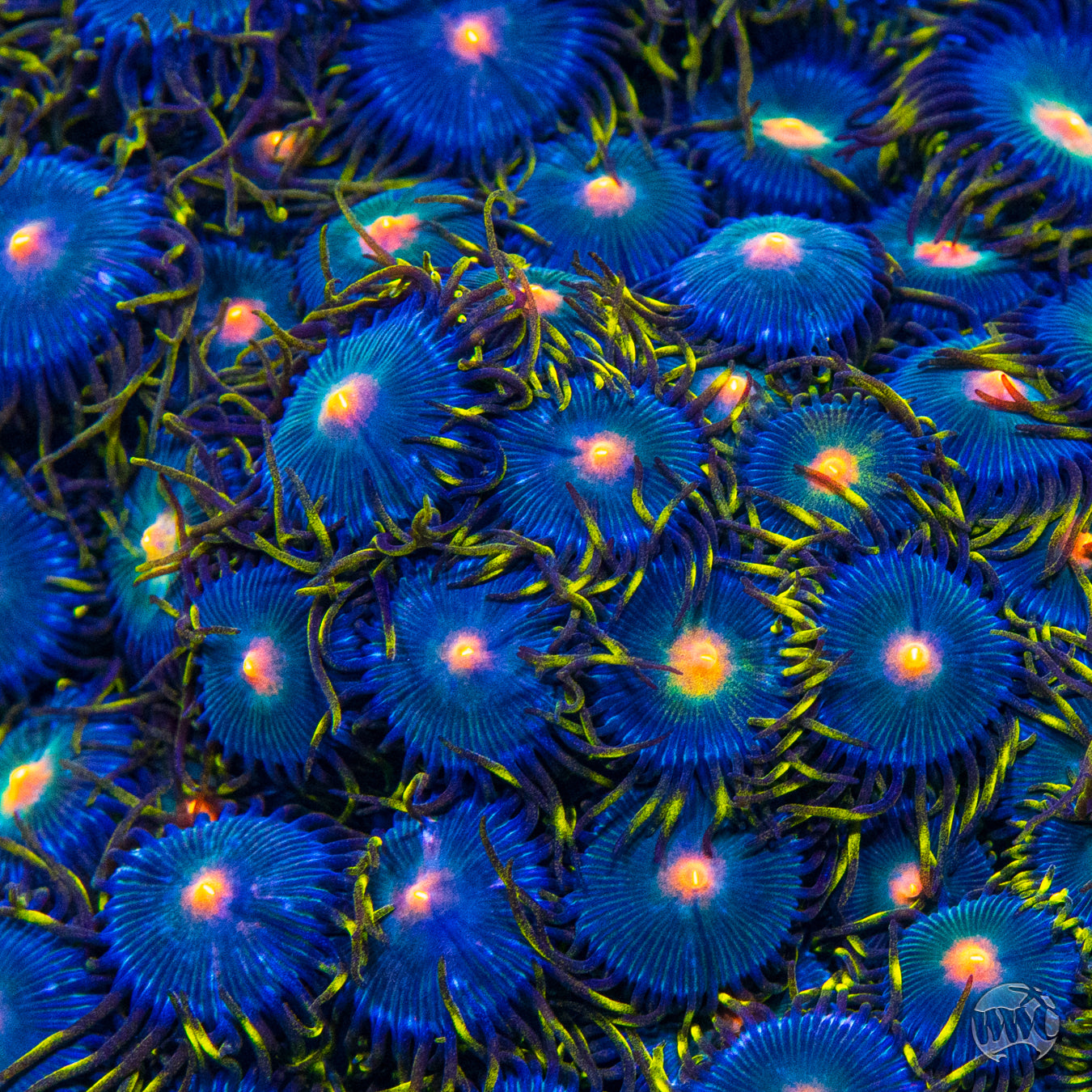 WWC Hairy Gorilla Nipple Zoanthids