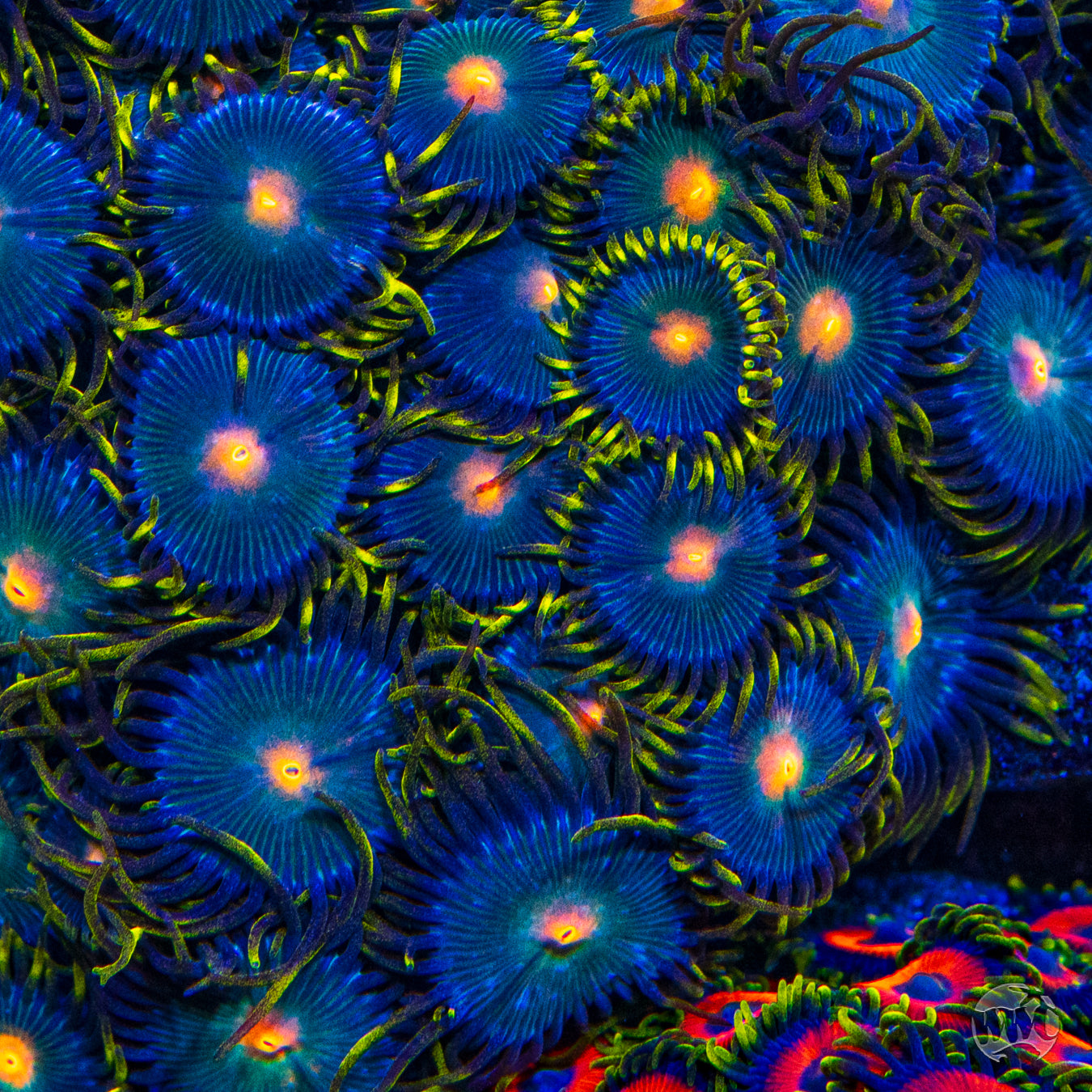 WWC Hairy Gorilla Nipple Zoanthids