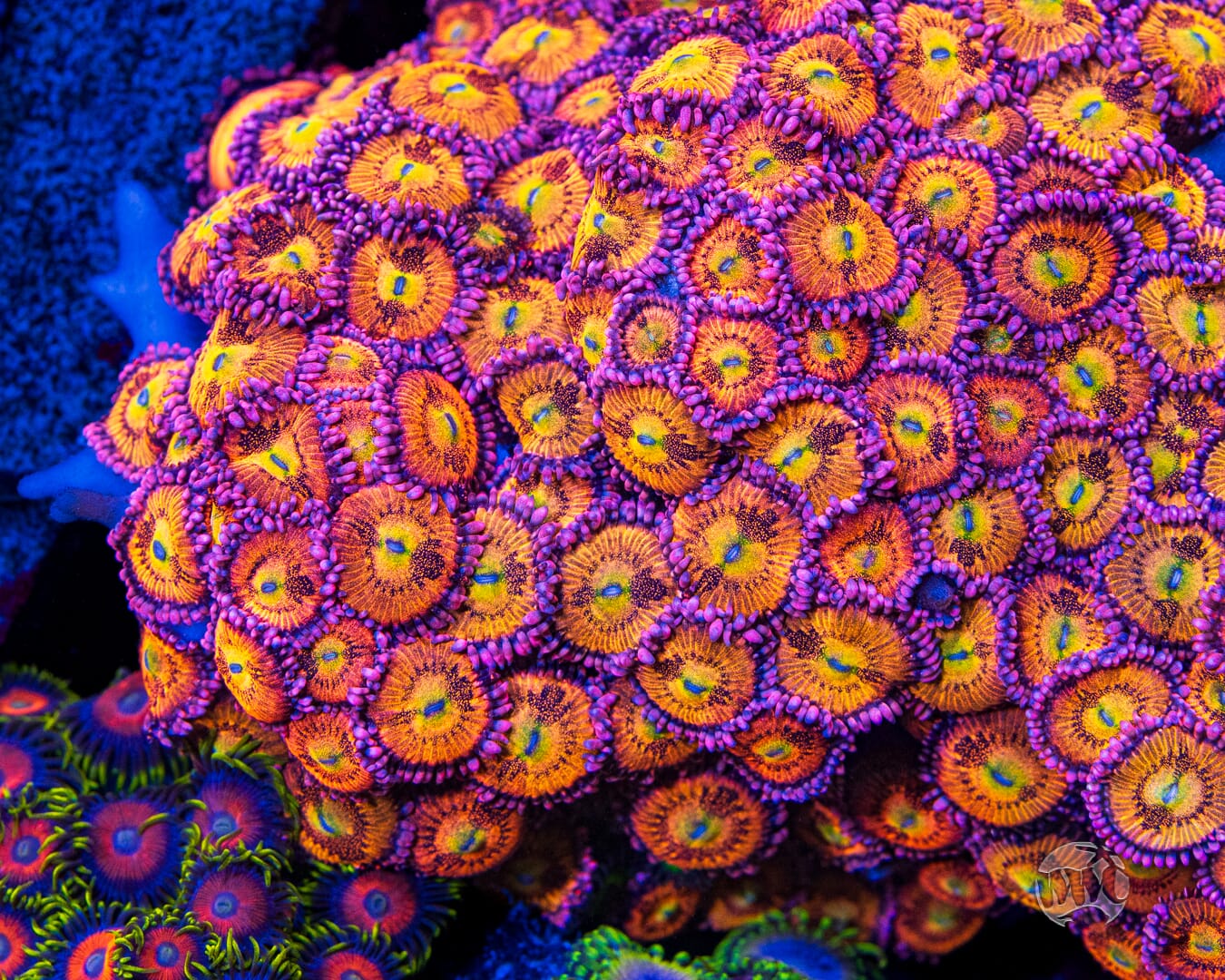 WWC Halle Berry Zoanthids - Mother Colony