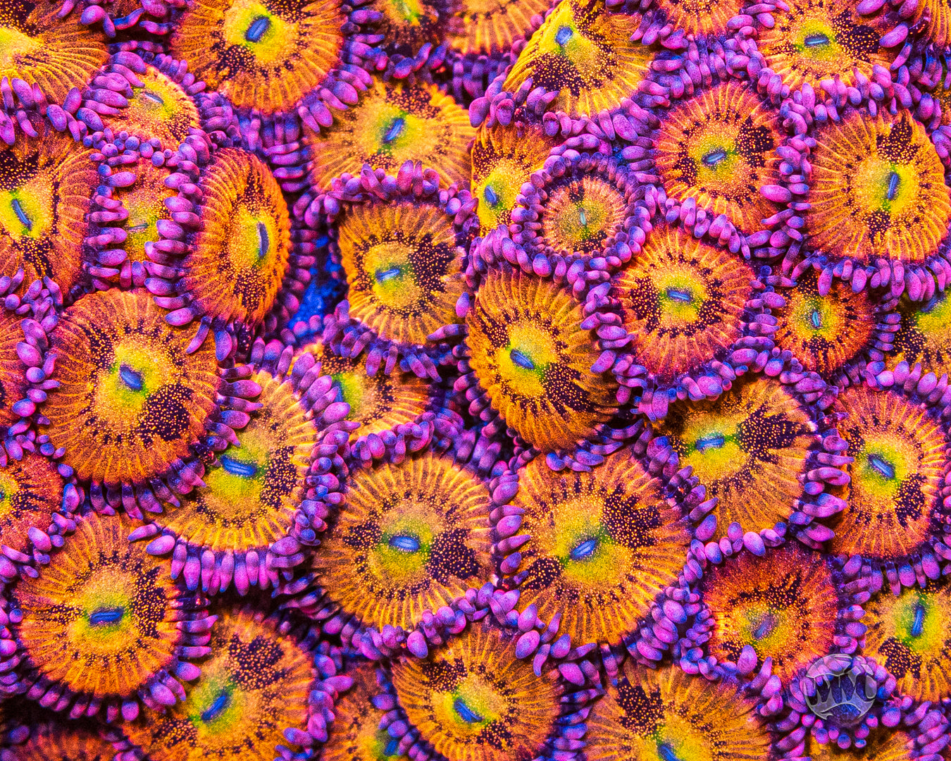 WWC Halle Berry Zoanthids