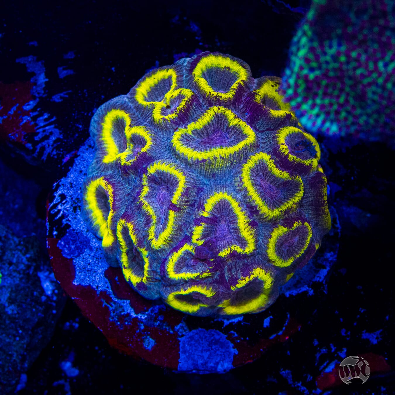 WWC Halo Favia - Mother Colony