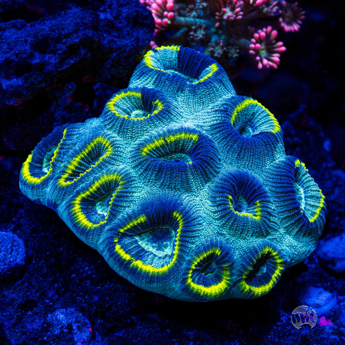 WWC Halo Favia - Mother Colony Photo