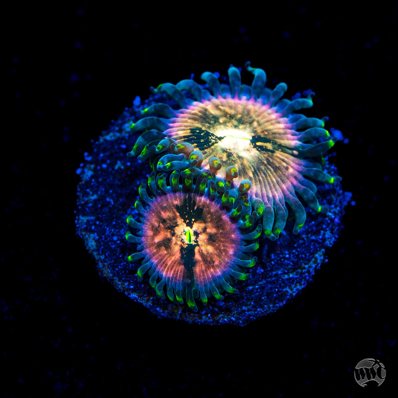 WWC Hawaiian Ding Dang Zoanthids