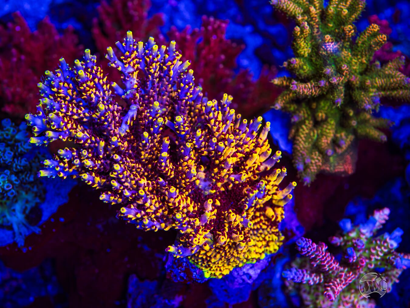 WWC Helios Acropora - Mother Colony Photo