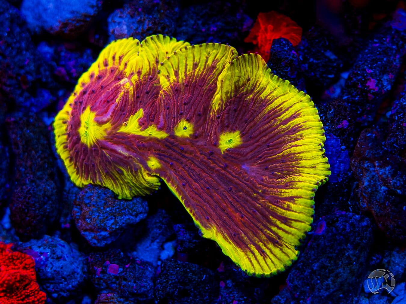 WWC Henchman Diaseris Plate Coral - Mother Colony Photo