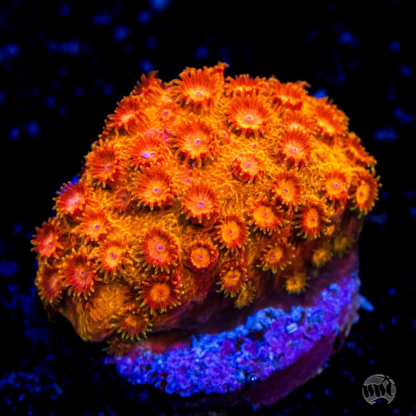 WWC Hi-C Cyphastrea Coral
