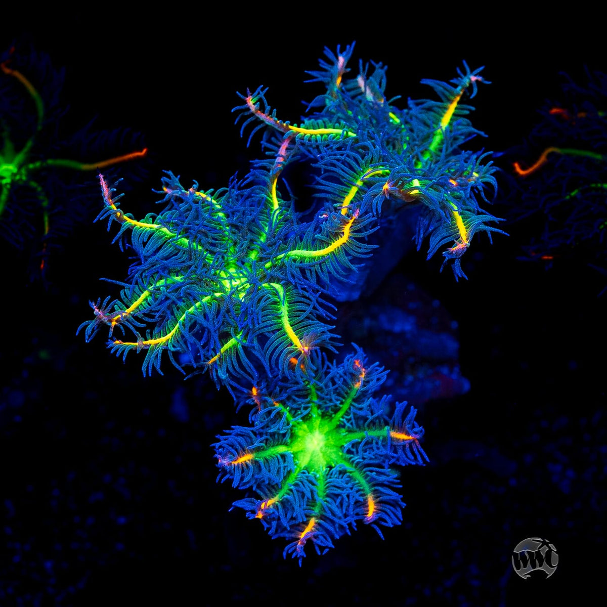 WWC High Voltage Clove Polyps