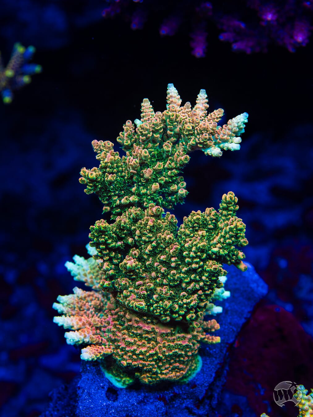 WWC Hollywood Dreams Acropora - Mother Colony Photo
