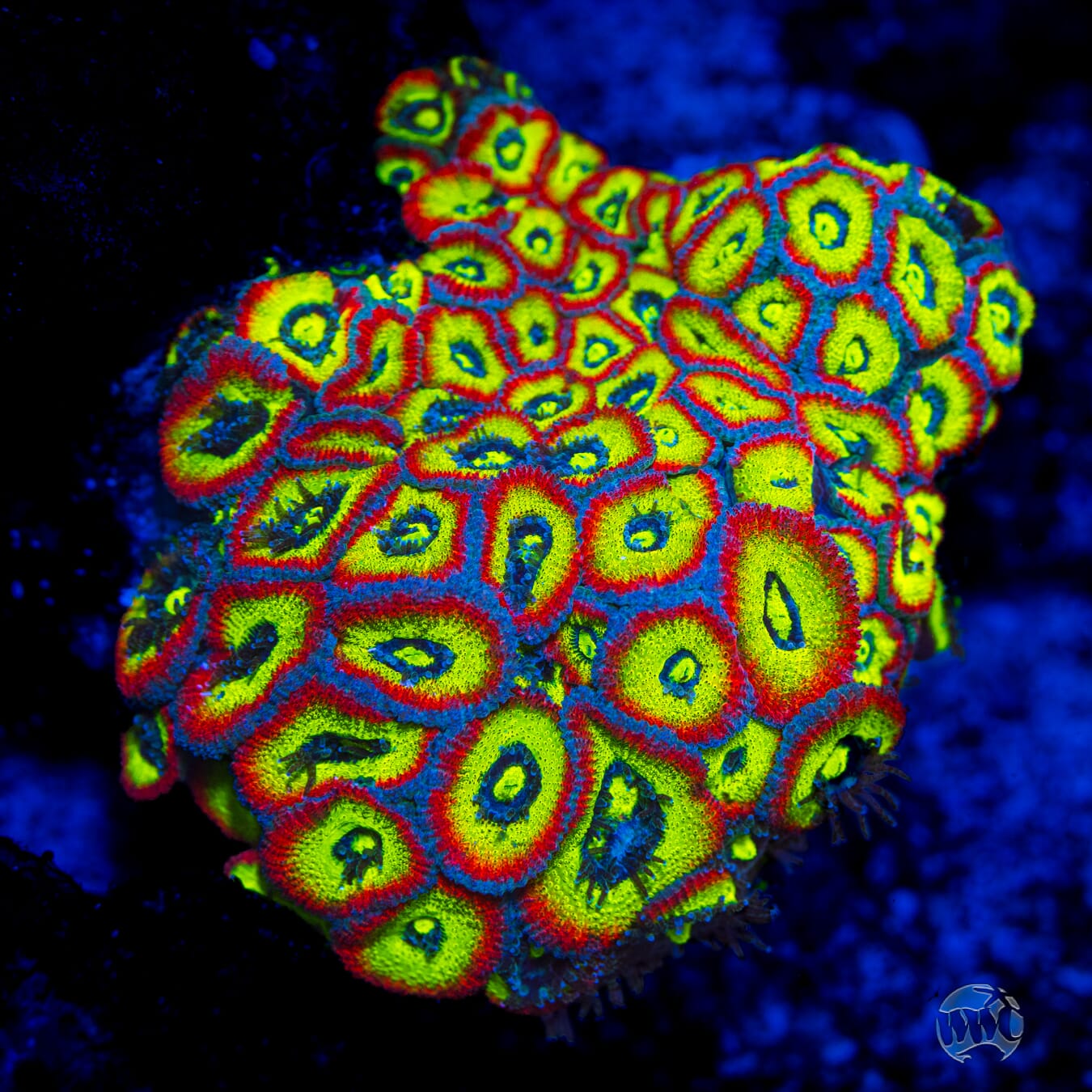 WWC Holy Grail Micromussa - Mother Colony