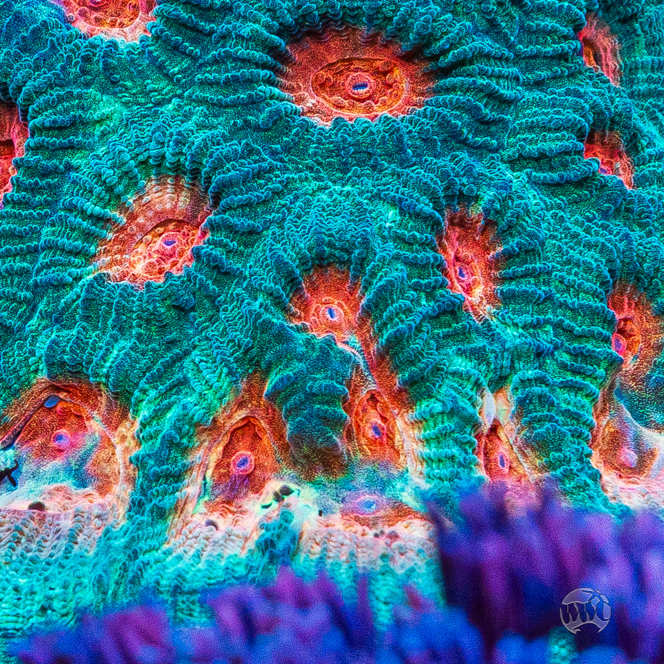WWC Honey Pot Favia Coral