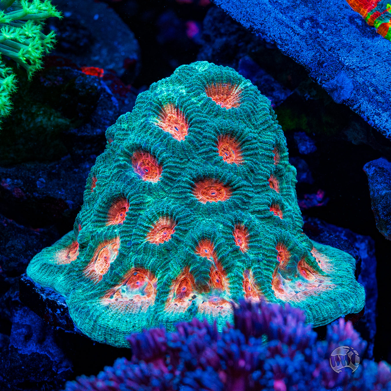 WWC Honey Pot Favia Coral