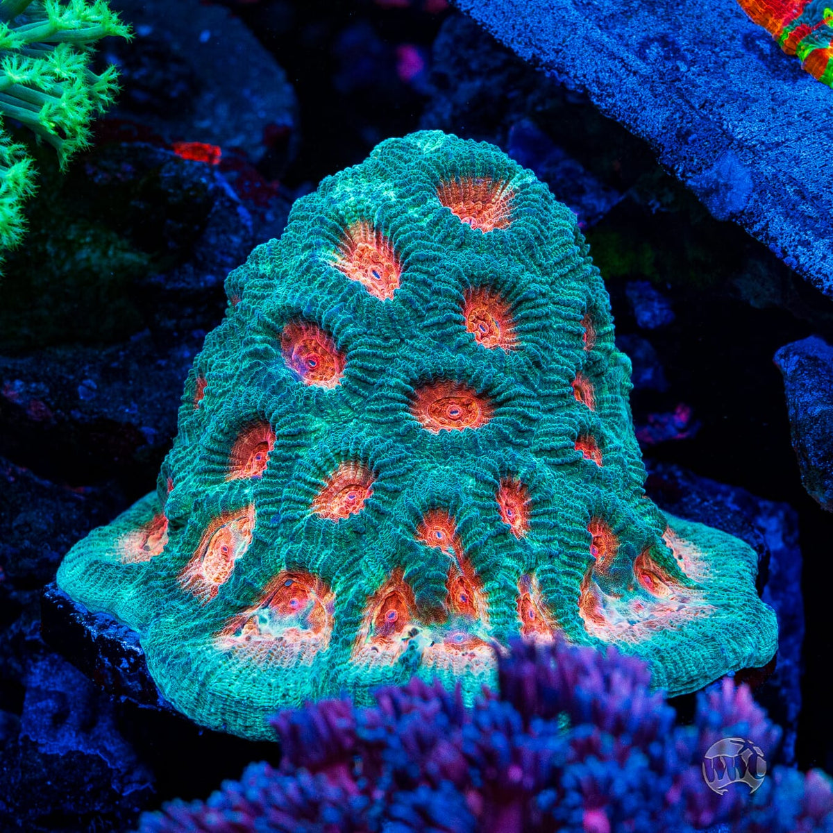 WWC Honey Pot Favia - Mother Colony Photo