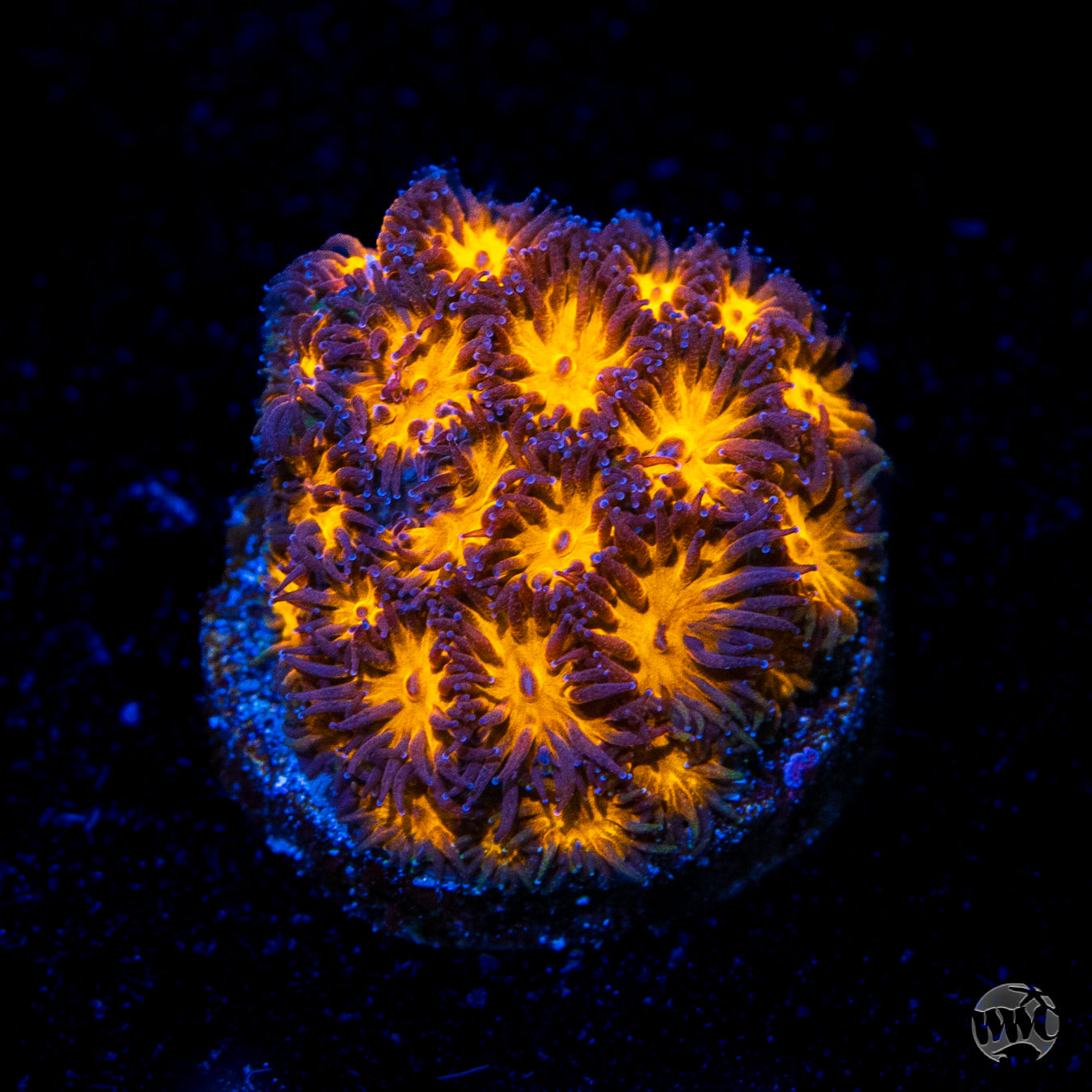 WWC Honeycomb Leptastrea Coral