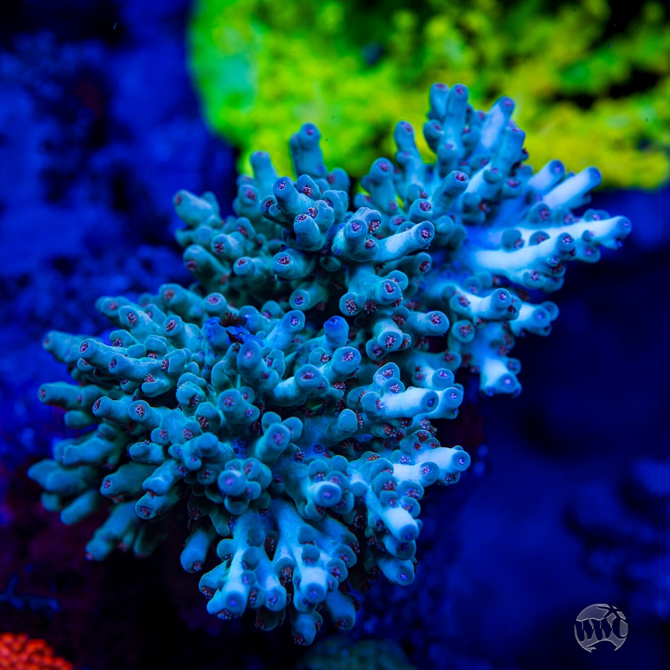WWC Ice Dragon Acropora - Mother Colony Photo
