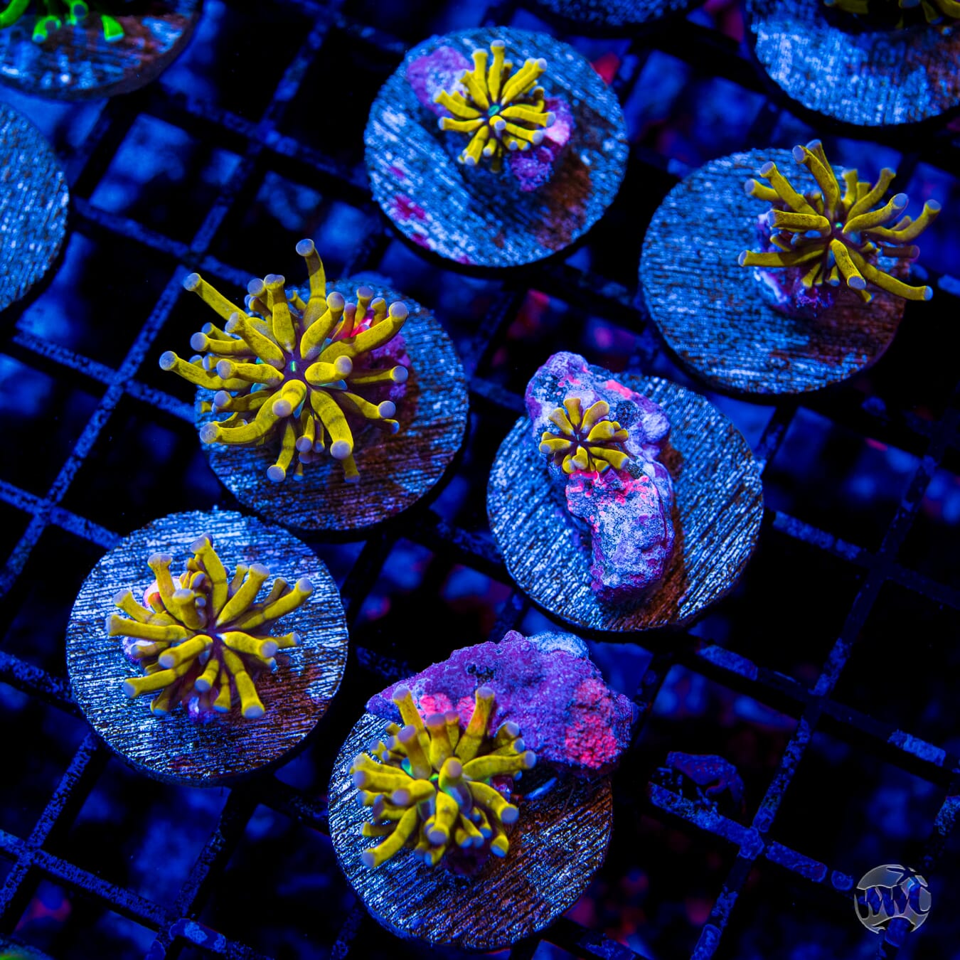 WWC In-House Spawned 24K Torch - Mother Colony