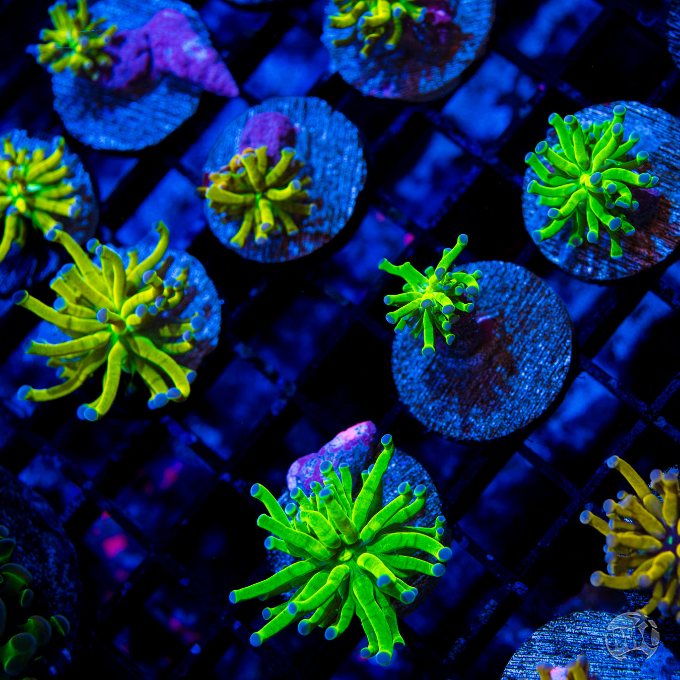 WWC In-House Spawned Blue Tip Torch